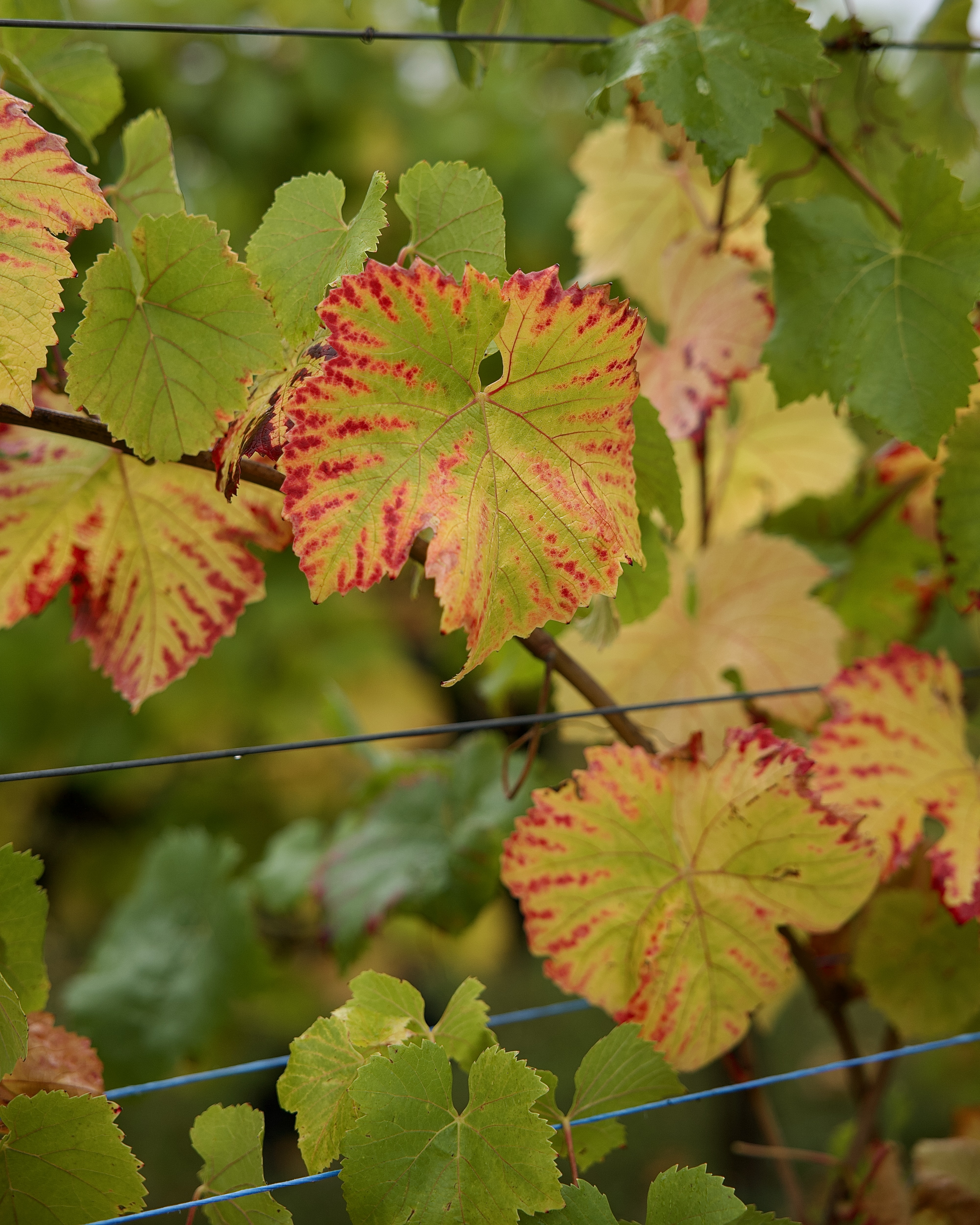Vestiges d'un vignoble normand oublié